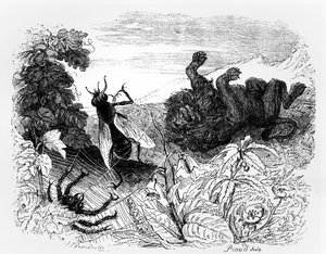 O Leão e o Mosquito, ilustração para &39;Fábulas&39; de La Fontaine, publicado por H. Fournier Aine, 1838